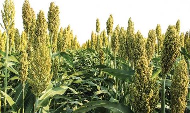 Crystal Crop rolls out ‘Dairy Green’ fodder seed, expands portfolio for Kharif 2026