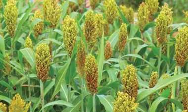IIMR Raises Red Flag Over Sweet Sorghum Ethanol Trials, Signals Withdrawal from Project