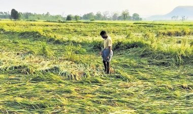 AIKS Seeks Relief for Rain-Hit Farmers; Punjab Orders Crop Damage Assessment