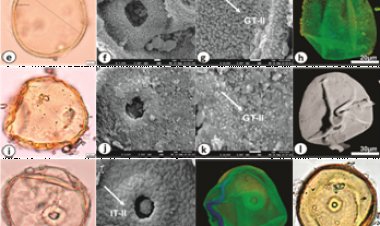 New Study Helps in Decoding India’s Farming past in Ganga Plain Using Grass Pollen Grains