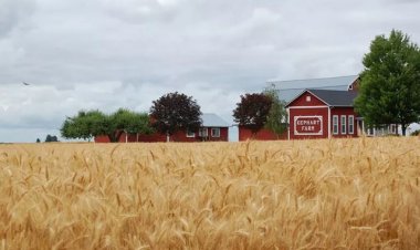 US Wheat Area May Hit Century-Low in 2026 as Farmers Shift to Soybeans: USDA Report