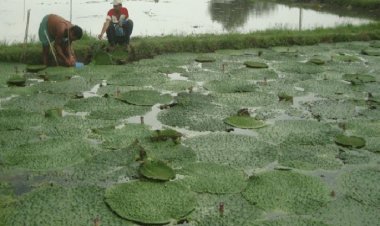 Chhattisgarh eyes Makhana boom; four-district circuit to drive cultivation, processing and farmer incomes
