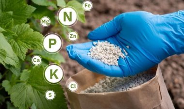 Fertiliser Companies Raise Prices of Complex Fertilisers; NPK Rates Climb to Rs 2,450 per Bag