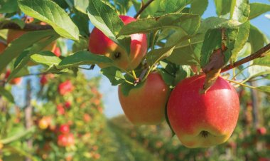 FICCI-Grant Thornton Report Charts Roadmap for High Value Horticulture Growth by 2030