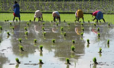 Below-Normal Monsoon Forecast Raises Concerns Over Kharif Output, Inflation
