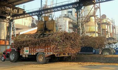 UP Sugar Mills Crush 6.3 Million Tonnes Less Cane, Farmers Lose Rs 2,500 Crore, Yet Production Data Shows Rise