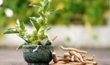 FSSAI Warns Against Use of Ashwagandha Leaves in Food Products; Only Roots Permitted