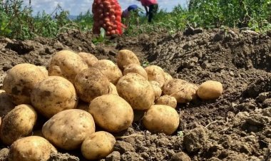 Potato Farmers in UP Face Losses as Govt Procurement Rate Triggers Price Drop, Rs 6.5/Kg Fails to Cover Costs