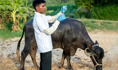 FAO Alerts Asia and Pacific to Enhance Preparedness for Foot-and-Mouth Disease SAT1 Serotype