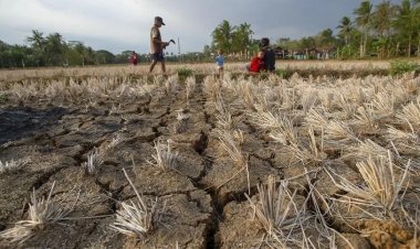 Extreme Heat Hits Indian Farms Hard as Global Report Warns of Rising Risks to Food Systems