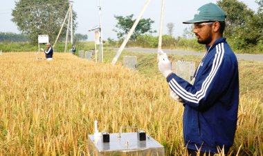 Amazon Partners With Bayer-Backed Good Rice Alliance to Purchase Carbon Credits From Indian Rice Farmers