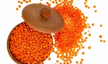 NCCF Initiates Organised Procurement of Masoor in Bihar for the First Time