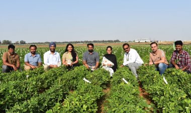 ICRISAT Decodes Genetic Basis of Groundnut Blanchability, Boosting Processing Efficiency
