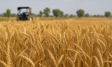 Government Says Wheat Production Remains Resilient in 2025–26 Despite Weather Stress