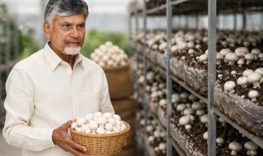 Andhra Pradesh To Launch Mushroom Mission, Aims to Become India’s Largest Producer