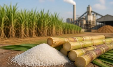 India’s Sugar Output Falls Short of 280 Lakh Tonnes; UP Production Drops 3 Percent