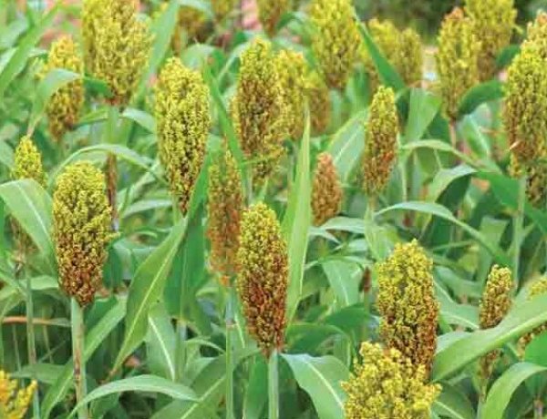 ICAR-IIMR Raises Red Flag Over Sweet Sorghum Ethanol Trials, Signals Withdrawal from Project