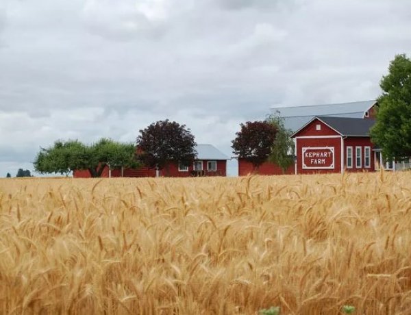 US Wheat Area May Hit Century-Low in 2026 as Farmers Shift to Soybeans: USDA Report