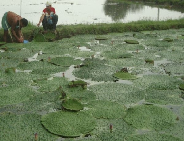 Chhattisgarh eyes Makhana boom; four-district circuit to drive cultivation, processing and farmer incomes