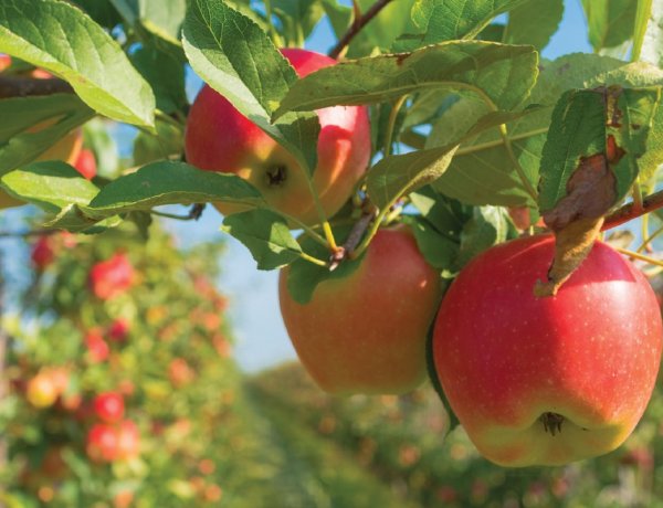 FICCI-Grant Thornton Report Charts Roadmap for High Value Horticulture Growth by 2030