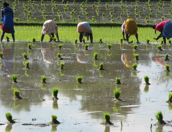 Below-Normal Monsoon Forecast Raises Concerns Over Kharif Output, Inflation