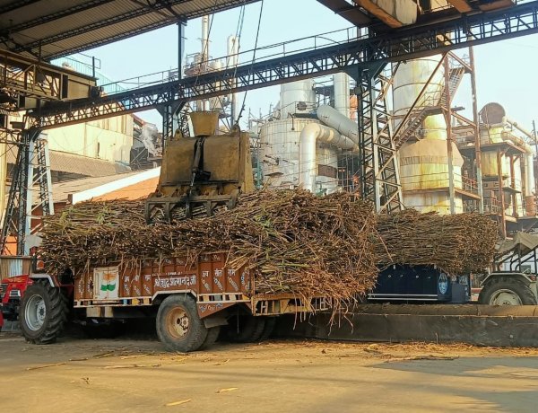 UP Sugar Mills Crush 6.3 Million Tonnes Less Cane, Farmers Lose Rs 2,500 Crore, Yet Data Show Higher Production