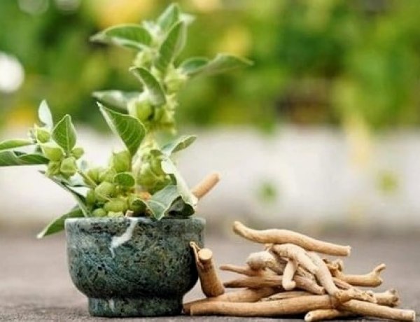 FSSAI Warns Against Use of Ashwagandha Leaves in Food Products; Only Roots Permitted