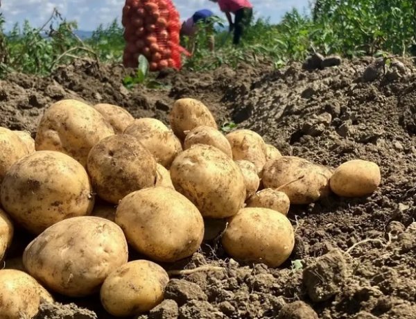 Potato Farmers in UP Face Losses as Govt Procurement Rate Triggers Price Drop, Rs 6.5/Kg Fails to Cover Costs
