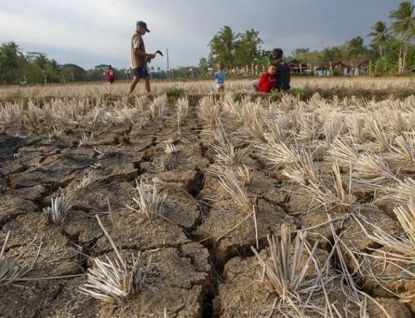Extreme Heat Hits Indian Farms Hard as Global Report Warns of Rising Risks to Food Systems