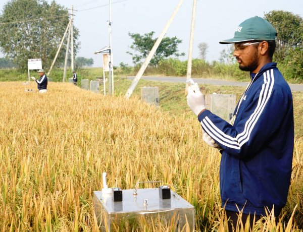 Amazon Partners With Bayer-Backed Good Rice Alliance to Purchase Carbon Credits From Indian Rice Farmers