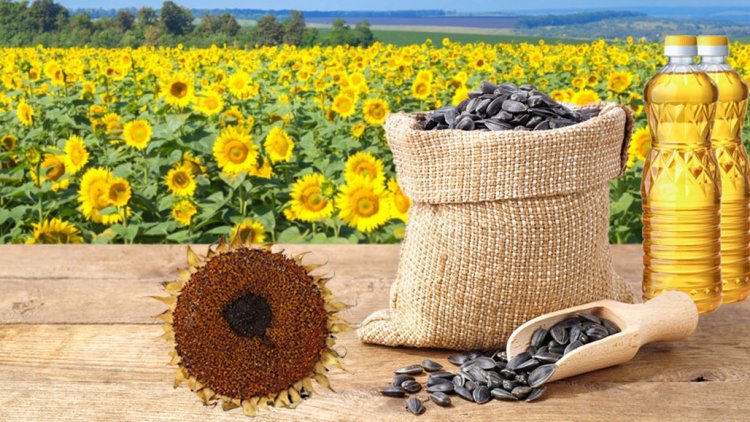 Sunflower oil consumption set to wilt 10% amid geopolitical heat