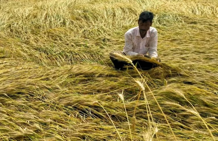 Rain and Hailstorms Damage Crops Across India, Farmers Face Heavy Losses