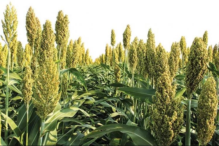 Crystal Crop rolls out ‘Dairy Green’ fodder seed, expands portfolio for Kharif 2026