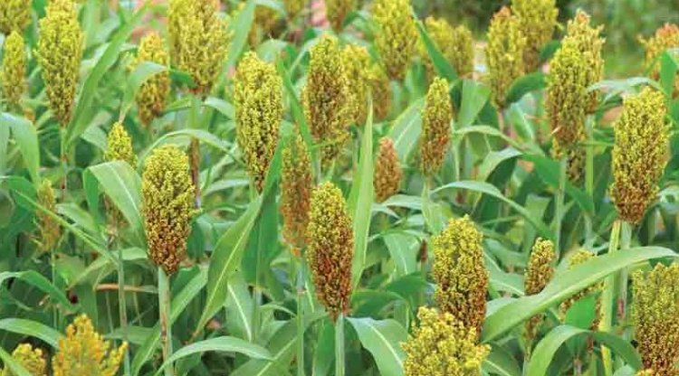 IIMR Raises Red Flag Over Sweet Sorghum Ethanol Trials, Signals Withdrawal from Project