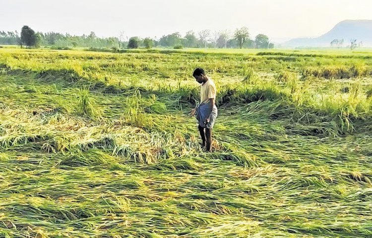 AIKS Seeks Relief for Rain-Hit Farmers; Punjab Orders Crop Damage Assessment