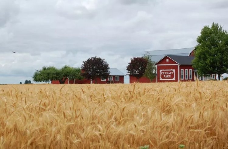 US Wheat Area May Hit Century-Low in 2026 as Farmers Shift to Soybeans: USDA Report