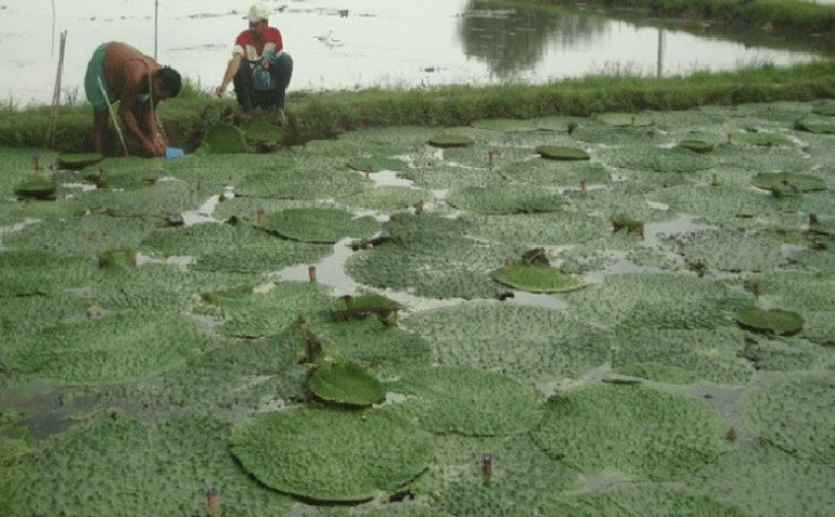 Chhattisgarh eyes Makhana boom; four-district circuit to drive cultivation, processing and farmer incomes