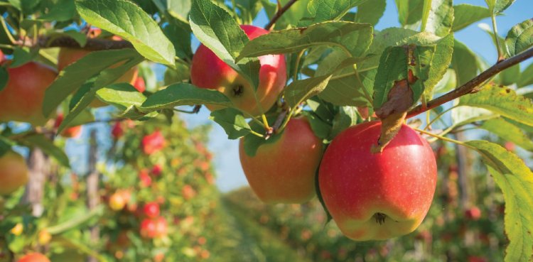 FICCI-Grant Thornton Report Charts Roadmap for High Value Horticulture Growth by 2030