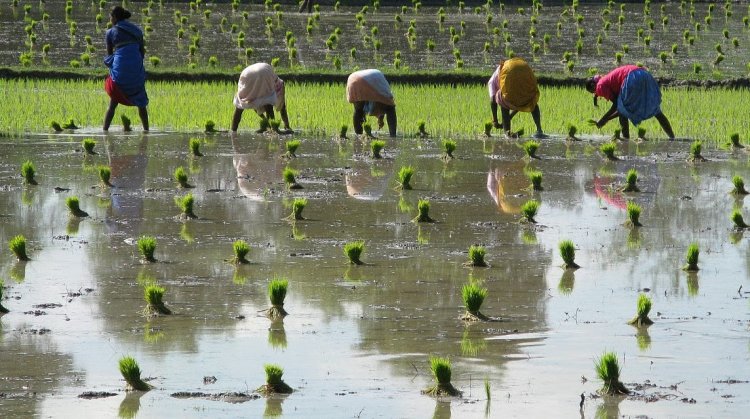 Below-Normal Monsoon Forecast Raises Concerns Over Kharif Output, Inflation