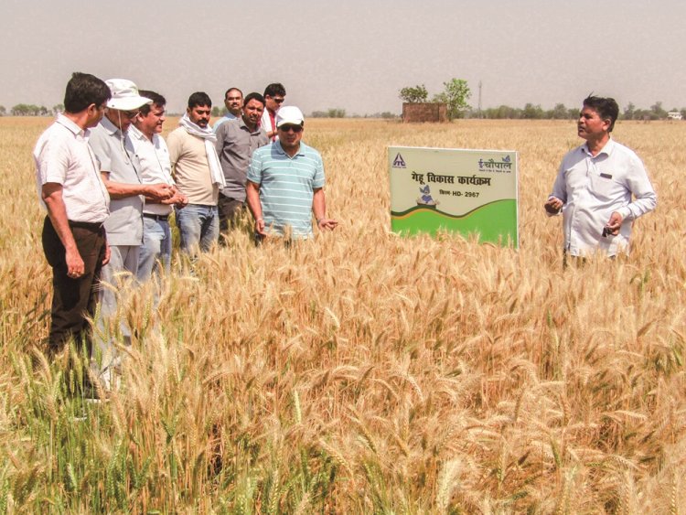 ITC earns first-ever FSA 3.0 certification for wheat, paddy sourcing