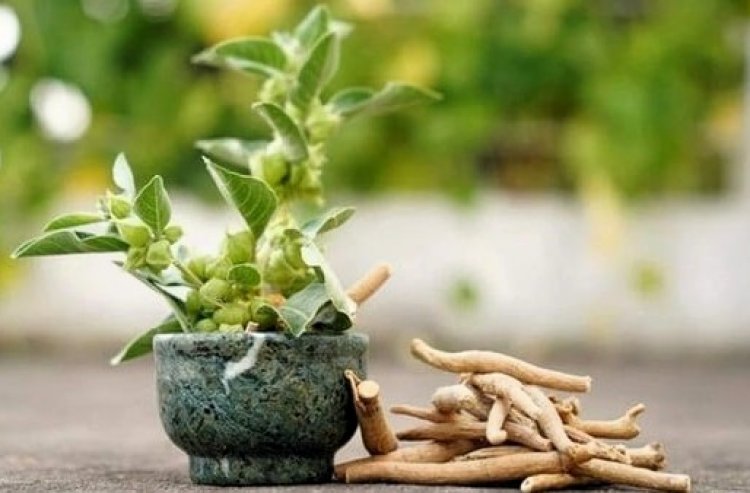FSSAI Warns Against Use of Ashwagandha Leaves in Food Products; Only Roots Permitted