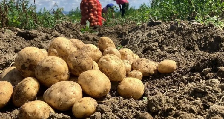 Potato Farmers in UP Face Losses as Govt Procurement Rate Triggers Price Drop, Rs 6.5/Kg Fails to Cover Costs