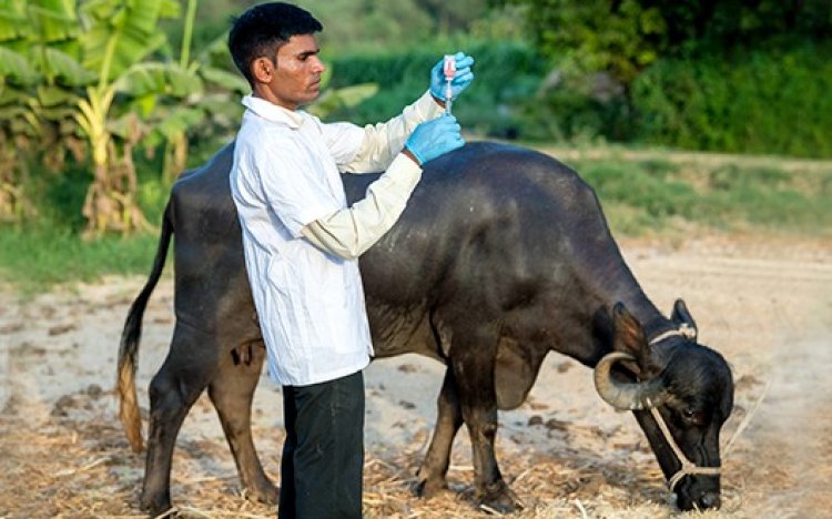 FAO Alerts Asia and Pacific to Enhance Preparedness for Foot-and-Mouth Disease SAT1 Serotype