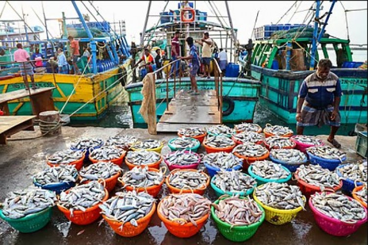 India’s Seafood Exports Hit All-Time High of Rs 72,000 Crore