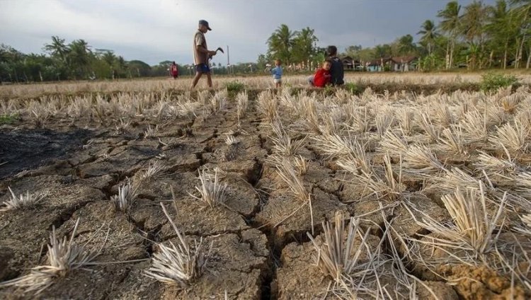 Extreme Heat Hits Indian Farms Hard as Global Report Warns of Rising Risks to Food Systems