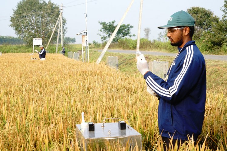 Amazon Partners With Bayer-Backed Good Rice Alliance to Purchase Carbon Credits From Indian Rice Farmers