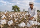 Cabinet Clears Rs 5,659 Crore Mission for Cotton Productivity to Boost Self-Sufficiency by 2030-31