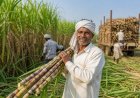 Government Approves Rs 365/Qtl Sugarcane FRP for 2026–27, Hikes Price by Rs 10