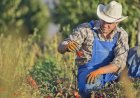 Fearing Price Drops, US Farmers Shun Data Sharing with U.S. Department of Agriculture