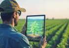 ITC Claims AI-Powered ‘Crop Doctor’ Enables Real-Time Disease Detection in 70 Crops